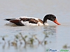 Uccelli anseriformi 09 - Volpoca.jpg
